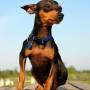 pinscher.jpeg